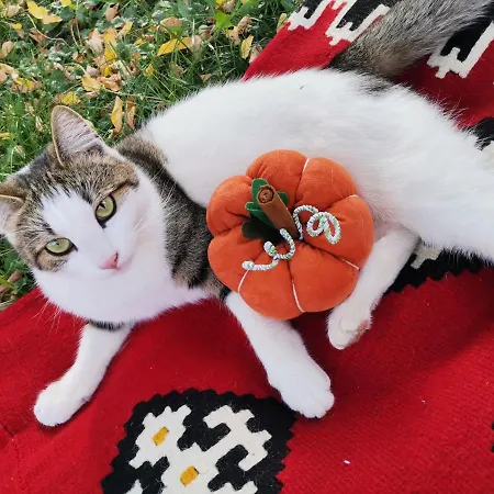 Etno Gorski Car Affittacamere Arandjelovac